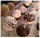 Popcakes
